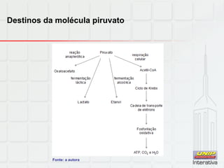 Destinos da molécula piruvato
Fonte: a autora
 