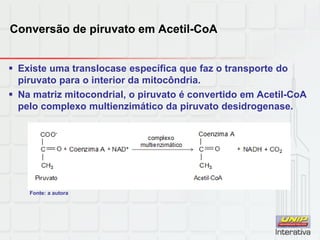Conversão de piruvato em Acetil-CoA
 Existe uma translocase específica que faz o transporte do
piruvato para o interior da mitocôndria.
 Na matriz mitocondrial, o piruvato é convertido em Acetil-CoA
pelo complexo multienzimático da piruvato desidrogenase.
Fonte: a autora
 