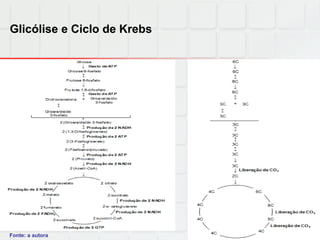 Glicólise e Ciclo de Krebs
Fonte: a autora
 