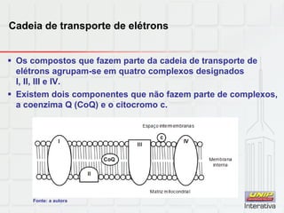 Cadeia de transporte de elétrons
 Os compostos que fazem parte da cadeia de transporte de
elétrons agrupam-se em quatro complexos designados
I, II, III e IV.
 Existem dois componentes que não fazem parte de complexos,
a coenzima Q (CoQ) e o citocromo c.
Fonte: a autora
 