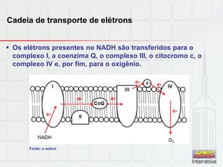 Cadeia de transporte de elétrons
 Os elétrons presentes no NADH são transferidos para o
complexo I, a coenzima Q, o complexo III, o citocromo c, o
complexo IV e, por fim, para o oxigênio.
Fonte: a autora
 