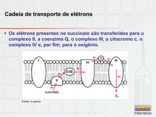 Cadeia de transporte de elétrons
 Os elétrons presentes no succinato são transferidos para o
complexo II, a coenzima Q, o complexo III, o citocromo c, o
complexo IV e, por fim, para o oxigênio.
Fonte: a autora
 