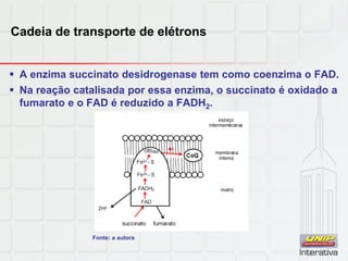 Cadeia de transporte de elétrons
 A enzima succinato desidrogenase tem como coenzima o FAD.
 Na reação catalisada por essa enzima, o succinato é oxidado a
fumarato e o FAD é reduzido a FADH2.
Fonte: a autora
 