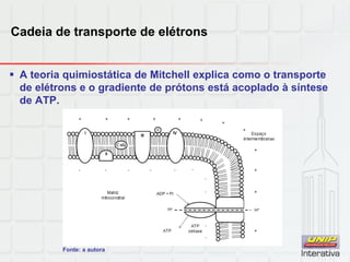 Cadeia de transporte de elétrons
 A teoria quimiostática de Mitchell explica como o transporte
de elétrons e o gradiente de prótons está acoplado à síntese
de ATP.
Fonte: a autora
 