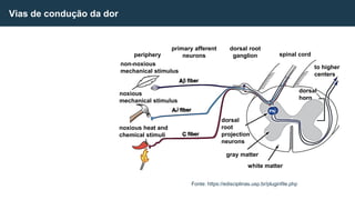 Vias de condução da dor
Fonte: https://edisciplinas.usp.br/pluginfile.php
periphery
primary afferent
neurons
dorsal root
ganglion spinal cord
to higher
centers
non-noxious
mechanical stimulus
noxious
mechanical stimulus
noxious heat and
chemical stimuli C
A fiber
fiber
A
fiber
dorsal
root
projection
neurons
gray matter
white matter
dorsal
horn
PN
 