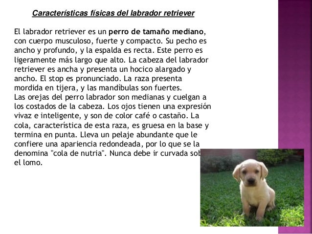 Cachorros Labradores
