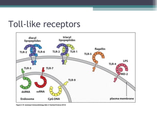 Toll-like receptors
 