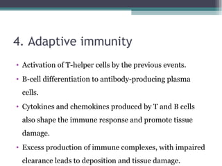 4. Adaptive immunity
• Activation of T-helper cells by the previous events.
• B-cell differentiation to antibody-producing plasma
cells.
• Cytokines and chemokines produced by T and B cells
also shape the immune response and promote tissue
damage.
• Excess production of immune complexes, with impaired
clearance leads to deposition and tissue damage.
 
