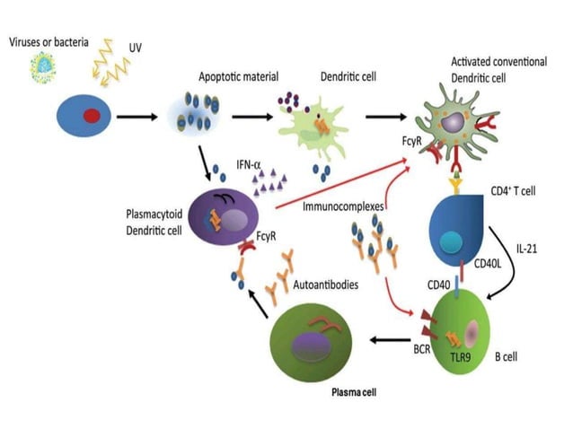 SYSTEMIC LUPUS ERYTHEMATOSUS (SLE | PPTX | Heart and Cardiovascular ...