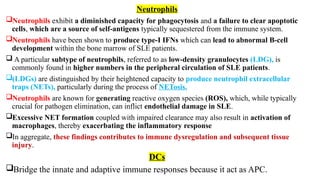 Neutrophils
Neutrophils exhibit a diminished capacity for phagocytosis and a failure to clear apoptotic
cells, which are a source of self-antigens typically sequestered from the immune system.
Neutrophils have been shown to produce type-I IFNs which can lead to abnormal B-cell
development within the bone marrow of SLE patients.
 A particular subtype of neutrophils, referred to as low-density granulocytes (LDG), is
commonly found in higher numbers in the peripheral circulation of SLE patients.
(LDGs) are distinguished by their heightened capacity to produce neutrophil extracellular
traps (NETs), particularly during the process of NETosis.
Neutrophils are known for generating reactive oxygen species (ROS), which, while typically
crucial for pathogen elimination, can inflict endothelial damage in SLE.
Excessive NET formation coupled with impaired clearance may also result in activation of
macrophages, thereby exacerbating the inflammatory response
In aggregate, these findings contributes to immune dysregulation and subsequent tissue
injury.
DCs
Bridge the innate and adaptive immune responses because it act as APC.
 