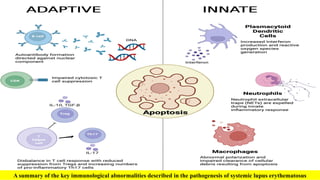 A summary of the key immunological abnormalities described in the pathogenesis of systemic lupus erythematosus
 