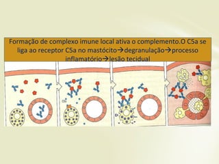 Formação de complexo imune local ativa o complemento.O C5a se
liga ao receptor C5a no mastócitodegranulaçãoprocesso
inflamatóriolesão tecidual
 