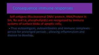 Consequence immune responses
Self antigens (Nucleosomal DNA/ protein; RNA/Protein in
Sm, Ro and La; phospholipids) are recognized by immune
systems of surface blebs of apoptic cells;
- Thus autoantigens, autoantibodies and immune complexes
persist for prolonged periods ; allowing inflammation and
disease to develop.
 