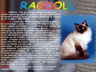RAGDOLLOrigen: California. Todo por una gata llamada Josephin que estando embarazada sufrió un accidente , Dio unos bellos gatitos de tamaño y pelaje, y desde ese momento emprendió un programa de cría la señora ANN BAKER .Descripcion:  Cuanto mas robusto es un gato mas largo se hace , los machos llegan a pesar hasta 10 kg.y las hembras 5 kg, Los machos superan enormemente e a las hembras .Son animales muy compactos , la forma general de su cuerpo es larga y rectangular, de caderas tan grandes como sus hombros Las patas traseras son ligeramente mas altas , que las delanteras.La cola del Ragdoll es espesa en la base y se deshilacha en el extremo .es muy frondosa y con forma de penacho .La cabeza es grande , triangular con los contornos redondeados , con n gran espacio liso entre sus orejas y frente ligeramente redonda El hocico es redondo y no muy largo , su mentón esta muy desarrollado , su nariz mirada de perfil nos permite observar una ligera inclinación " en forma de pista de esquí ".Sus orejas son grandes pero no excesivas . Sus ojos deben ser grandes y levemente ovalados y su color desde el celeste al azul.- El pelaje es tipo semilargo . Hay tres variedades reconocidas por bicolor, colorpoint, mitted y cuatro variedades reconocidas en tica: bicolor , colorpoint, mitted y lynx.Los puntos son los extremos . cara, orejas, patas, y cola-Son coloreados , mientras que el resto del pelaje es mas pálido Caracter: El Ragdoll es de temperamento dócil y sumamente compañero ,tratando de captar lo mas posible su atención. 