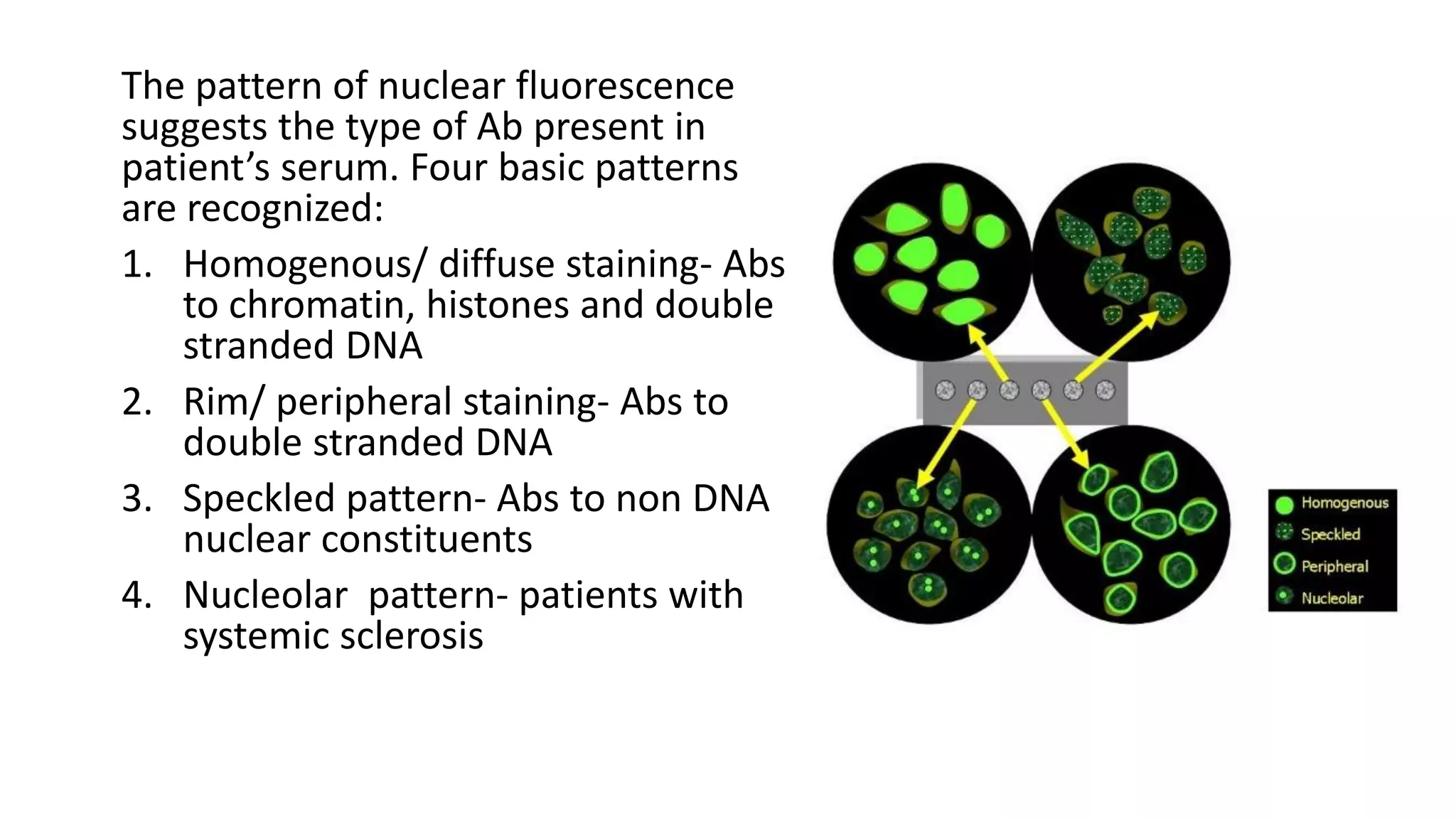 The pattern of nuclear fluorescence
suggests the type of Ab present in
patient’s serum. Four basic patterns
are recognized:
1. Homogenous/ diffuse staining- Abs
to chromatin, histones and double
stranded DNA
2. Rim/ peripheral staining- Abs to
double stranded DNA
3. Speckled pattern- Abs to non DNA
nuclear constituents
4. Nucleolar pattern- patients with
systemic sclerosis
 