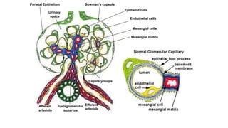 Endothelial cells
Mesangial matrix
Epithelial cells
Mesangial cells
Efferent
arteriole
Afferent
arteriole
Parietal Epithelium Bowman’s capsule
Juxtaglomerular
appartus
Capillary loops
Urinary
space
 