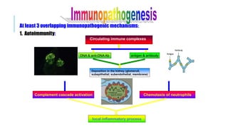 At least 3 overlapping immunopathogenic mechanisms:
1. Autoimmunity:
OR
DNA & anti-DNA Ab antigen & antibody
Deposition in the kidney (glomeruli,
subepithelial; subendothelial, membrane)
Circulating immune complexes
Chemotaxis of neutrophils
Complement cascade activation
local inflammatory process
 