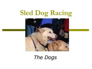 Sled Dog Racing The Dogs 