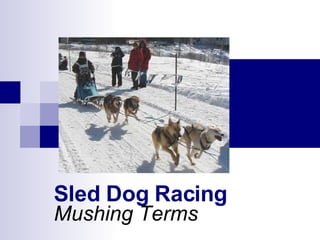 Mushing Terms Sled Dog Racing 