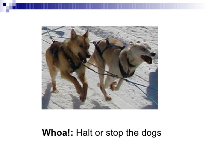 sled commands sled racing mushing terms sled commands sled racing mushing terms