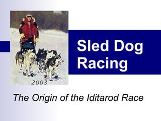 Sled Dog Racing   The Origin of the Iditarod Race 