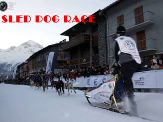 SLED DOG RACE DAC 