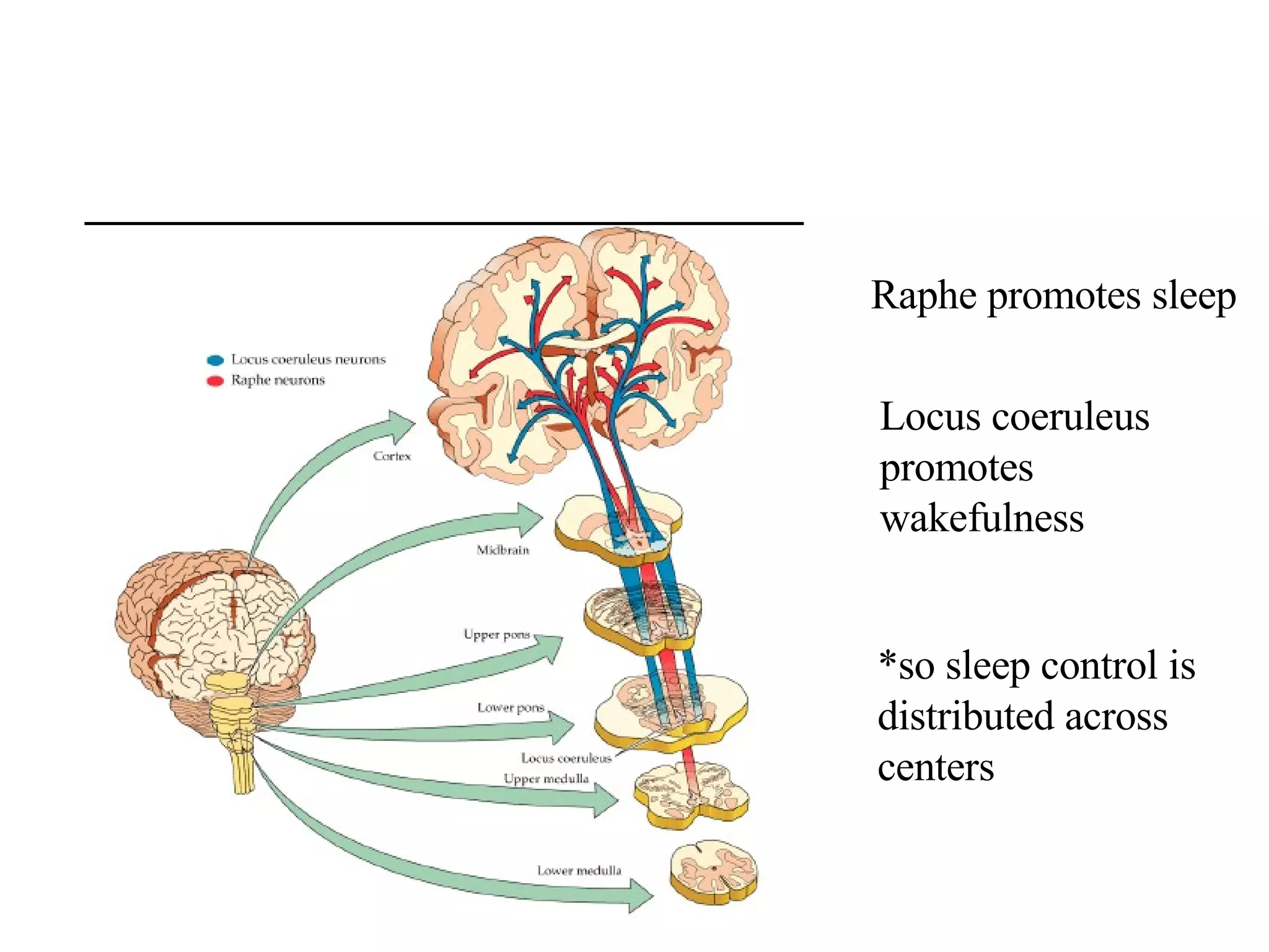 Circadian Rhythms: Sleep-waking cycle | PPT