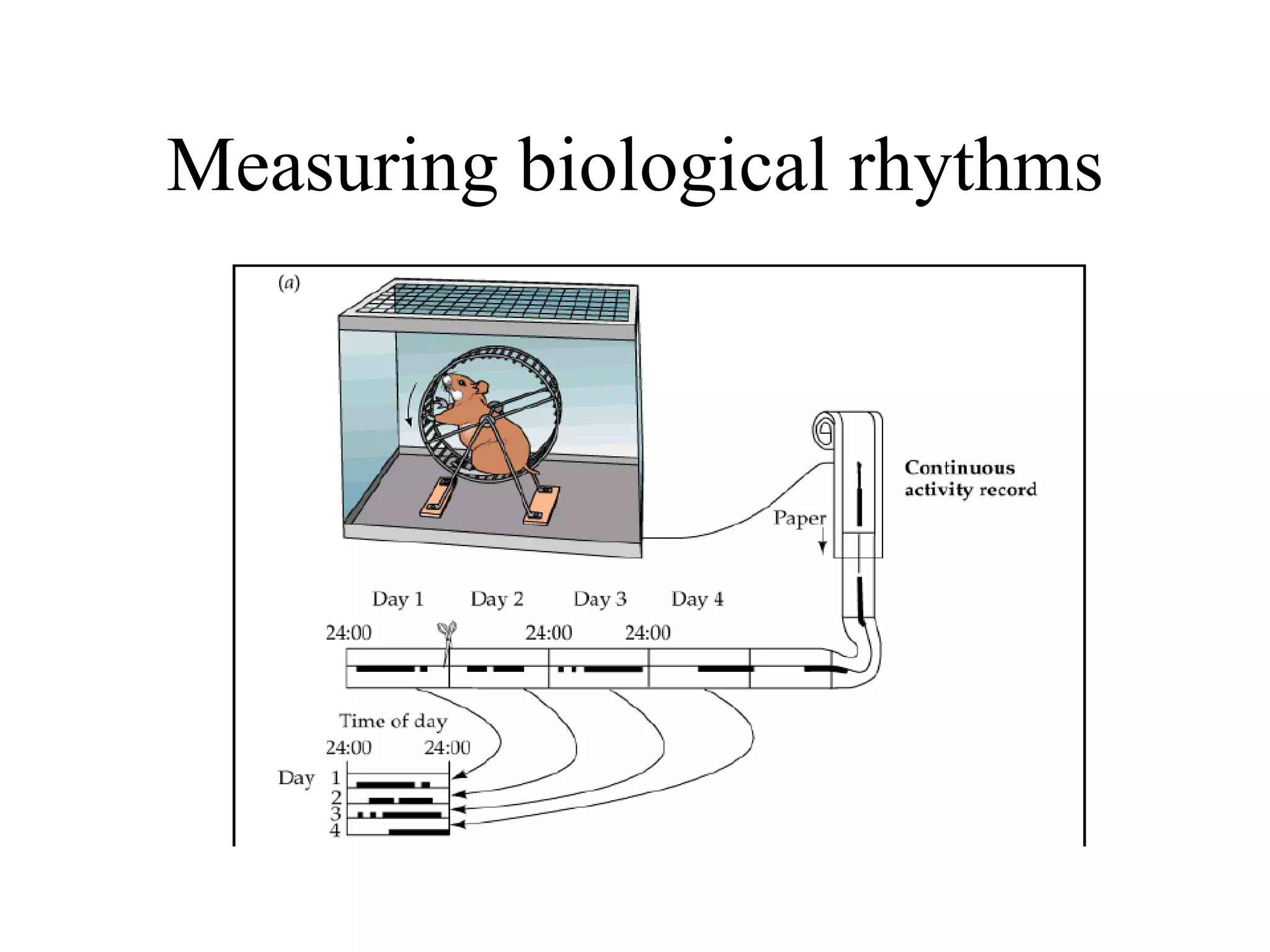 Circadian Rhythms: Sleep-waking cycle | PPT
