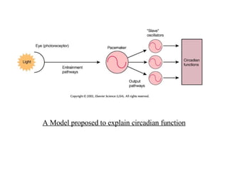 A Model proposed to explain circadian function 