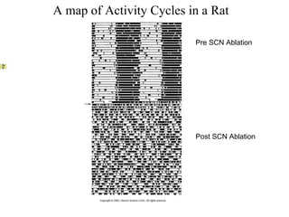 A map of Activity Cycles in a Rat                                                                                                                                                      Pre SCN Ablation Post SCN Ablation 