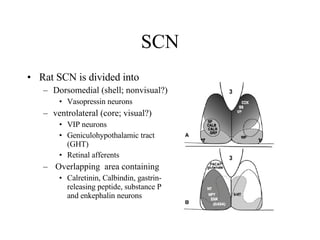 SCN Rat SCN is divided into Dorsomedial (shell; nonvisual?) Vasopressin neurons ventrolateral (core; visual?) VIP neurons Geniculohypothalamic tract (GHT) Retinal afferents Overlapping  area containing Calretinin, Calbindin, gastrin-releasing peptide, substance P and enkephalin neurons  