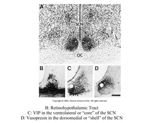 B: Retinohypothalamic Tract C: VIP in the ventrolateral or “core” of the SCN D: Vasopresin in the dorsomedial or “shell” of the SCN 
