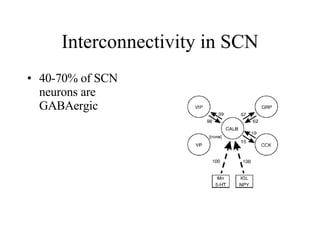 Interconnectivity in SCN 40-70% of SCN neurons are GABAergic 