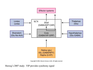 SCN Herzog’s 2007 study:  VIP provides synchrony signal 