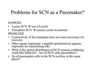 Problems for SCN as a Pacemaker? SUPPORT Lesion SCN    loss of cycles Transplant SCN    resume cycles in animals PROBLEM? Connectivity of the transplant does not seem necessary for recovery. Other agents important: a peptide (prokineticin) appears important for transmitting info.  What is the spatial distribution of SCN neurons exhibiting clock-like behavior?  Are all SCN cells pacemakers? Do all pacemaker cells in the SCN oscillate at the same phase? 
