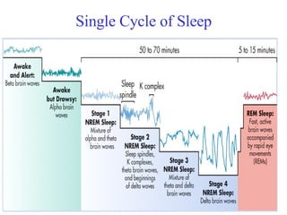 Single Cycle of Sleep 