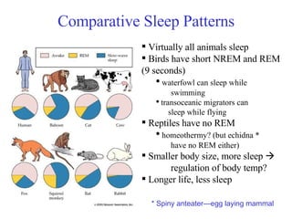 Circadian Rhythms: Sleep-waking cycle | PPT