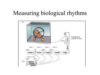 Measuring biological rhythms 