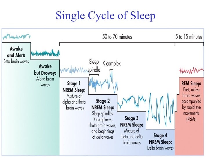Circadian Rhythms Sleepwaking cycle