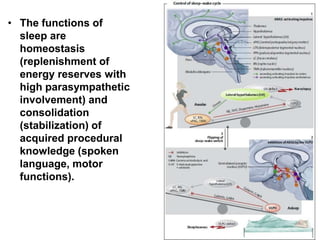• The functions of
sleep are
homeostasis
(replenishment of
energy reserves with
high parasympathetic
involvement) and
consolidation
(stabilization) of
acquired procedural
knowledge (spoken
language, motor
functions).
 