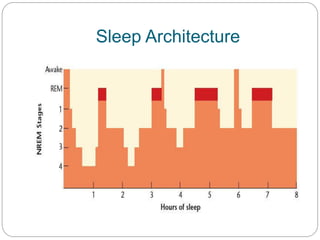 Sleep Architecture
 