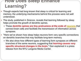 Sleep After Learning Can Enhance Your Memory Pptx