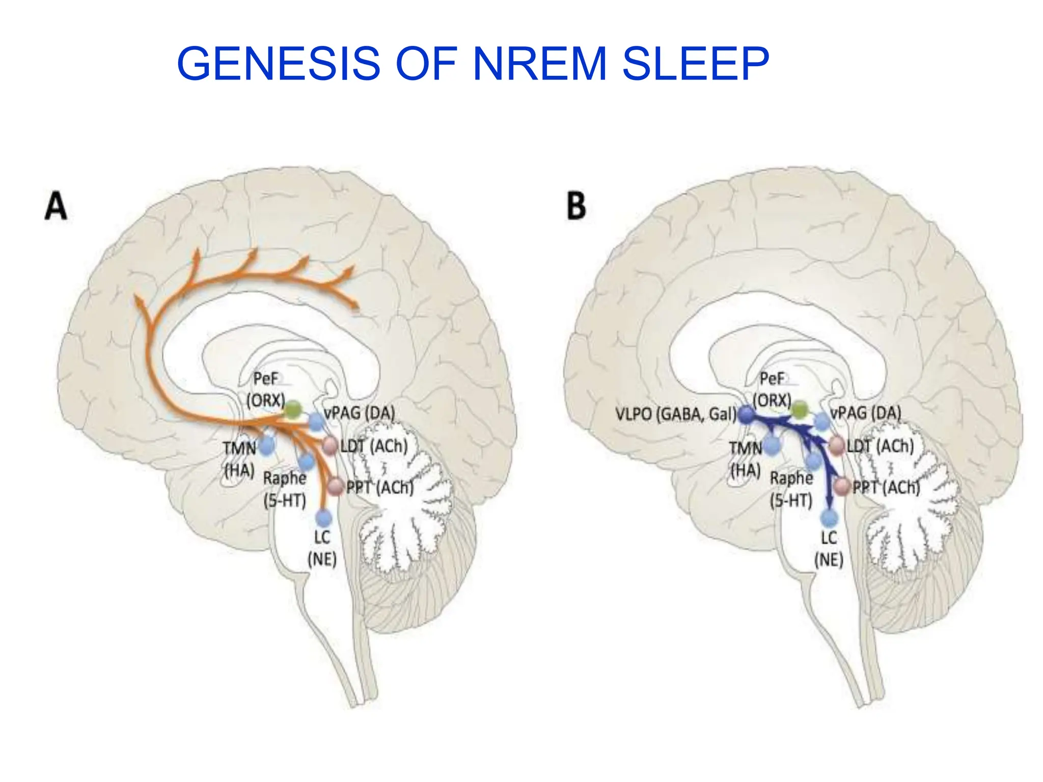 Sleep physiology and EEG waves in humans PPT | PPTX
