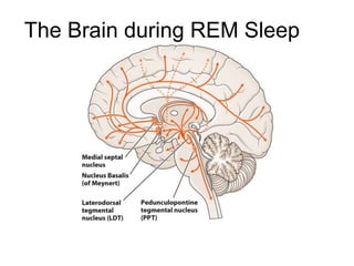Sleep physiology and EEG waves in humans PPT | PPTX