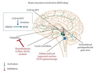 Sleep physiology and EEG waves in humans PPT | PPTX