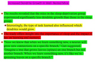 Increased Dendrite Growth In Well- Rested Mice
⚫ The results revealed that the mice in the sleep-deprivation group
experienced significantly less dendritic growth than those in the sleep
group.
⚫Interestingly, the type of task learned also influenced which
dendrites would grow.
⚫ The study offers insight into the importance of sleep and the impact it
has on learning and memory.
⚫ "Now we know that when we learn something new, a neuron will
grow new connections on a specific branch,” Gan suggested.
“Imagine a tree that grows leaves (spines) on one branch but not
another branch. When we learn something new, it’s like we’re -
sprouting leaves on a specific branch."
 