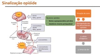 Privação de sono
Desregulação das
vias descendentes
opióides
↓ efeito
analgésico
↓ limiar da dor
Sinalização opióide
Recetores opióides:
• Núcleo supraquiasmático pré-ótico
• Substância cinzenta periaquedutal
 