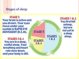 Stages of sleep
 