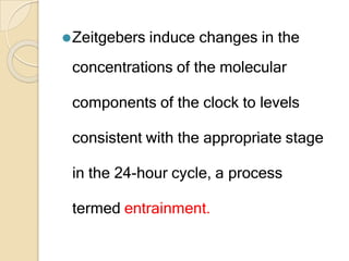 ⚫Zeitgebers induce changes in the
concentrations of the molecular
components of the clock to levels
consistent with the appropriate stage
in the 24-hour cycle, a process
termed entrainment.
 