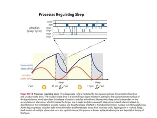 lecture on sleep disorder by Dr akash goyal | PDF